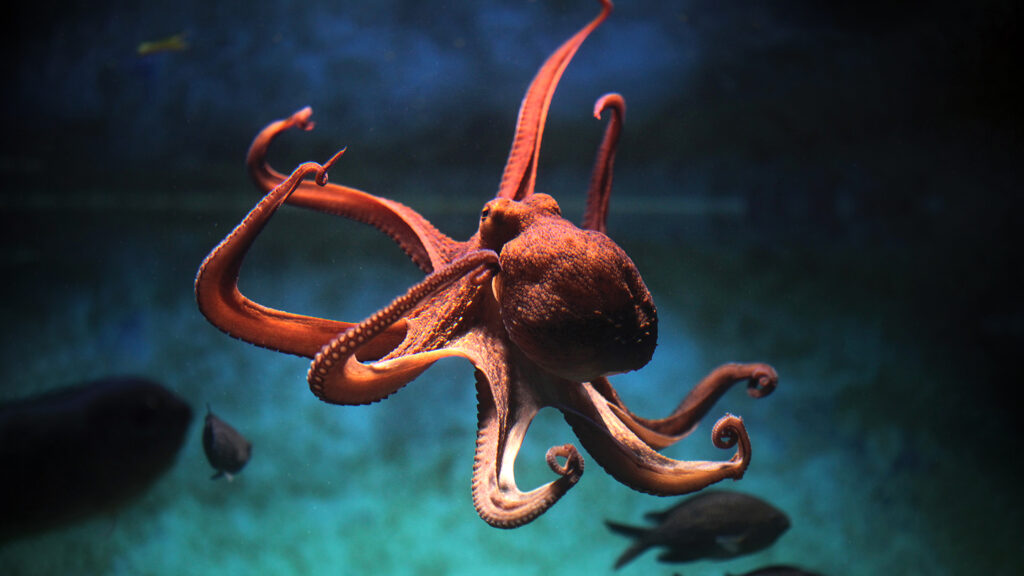 RNA Editing: The Astonishing Genetic Mastery of Octopuses and Squid